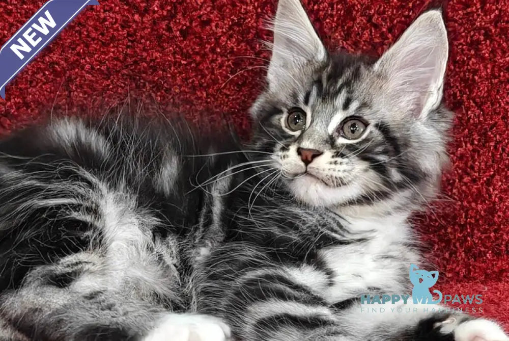 Teddy Maine Coon male black silver tabby with white live animals