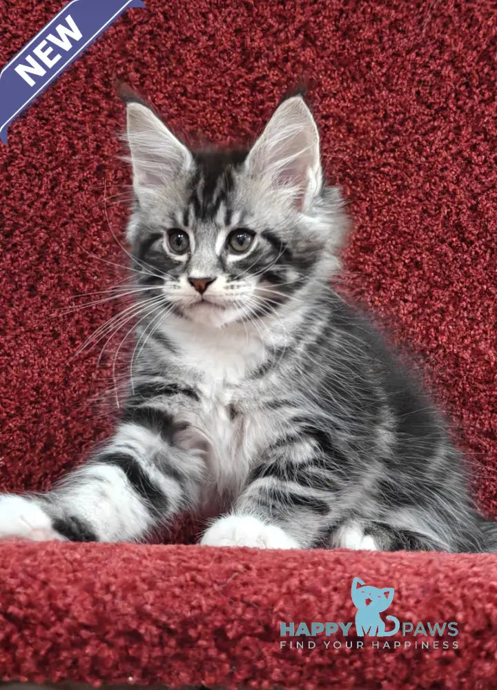 Teddy Maine Coon male black silver tabby with white live animals