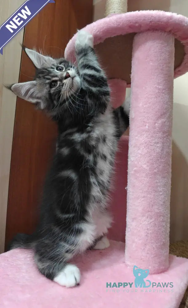 Teddy Maine Coon male black silver tabby with white live animals
