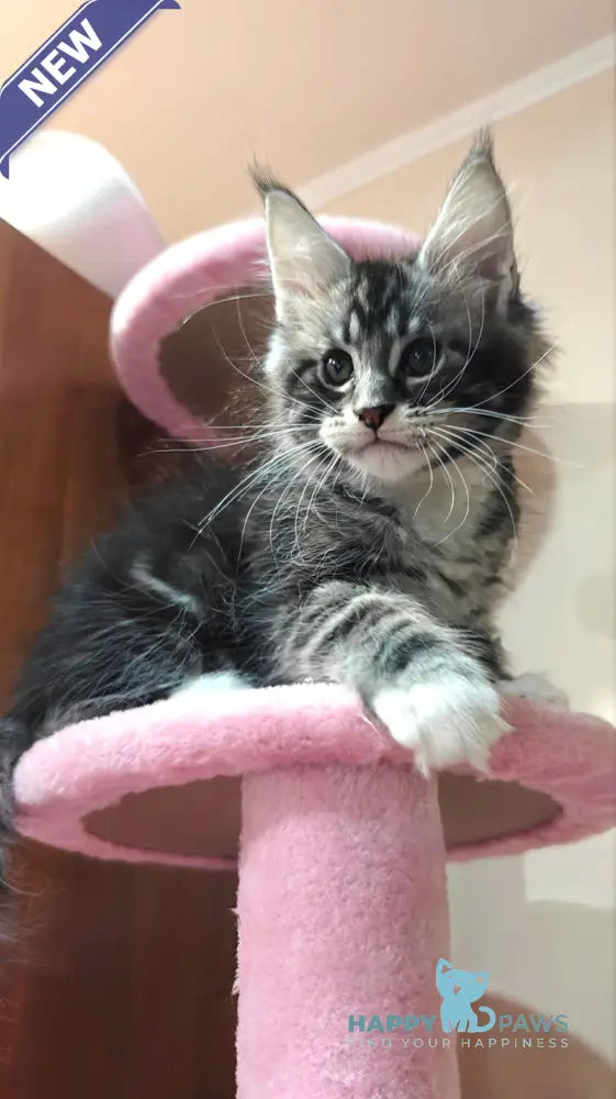 Teddy Maine Coon male black silver tabby with white live animals