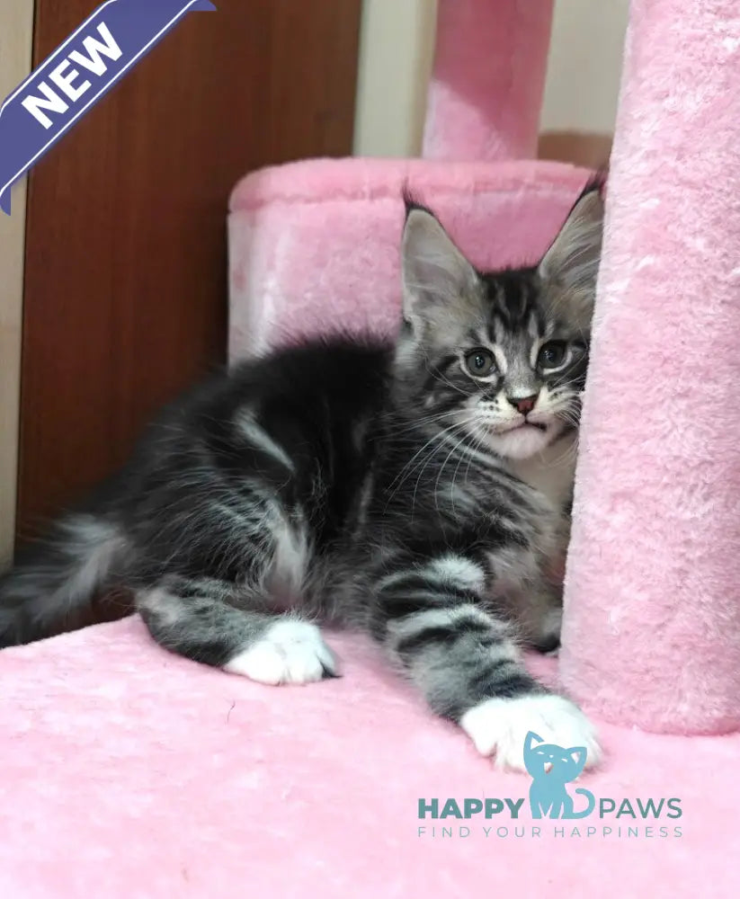 Teddy Maine Coon male black silver tabby with white live animals