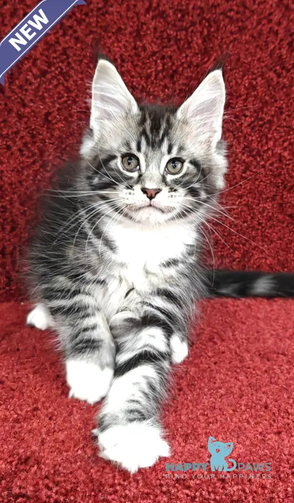 Teddy Maine Coon male black silver tabby with white live animals
