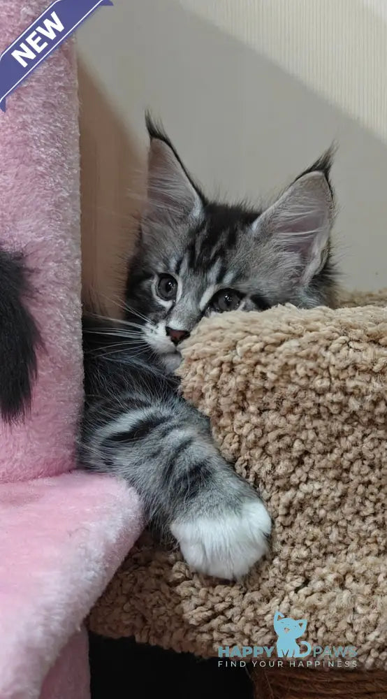Teddy Maine Coon male black silver tabby with white live animals
