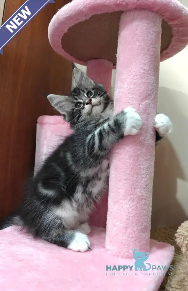 Teddy Maine Coon male black silver tabby with white live animals