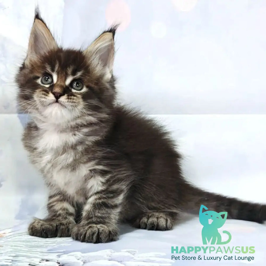 Teddy Maine Coon polydactyl 6x6x6x6 male black tabby - live animals