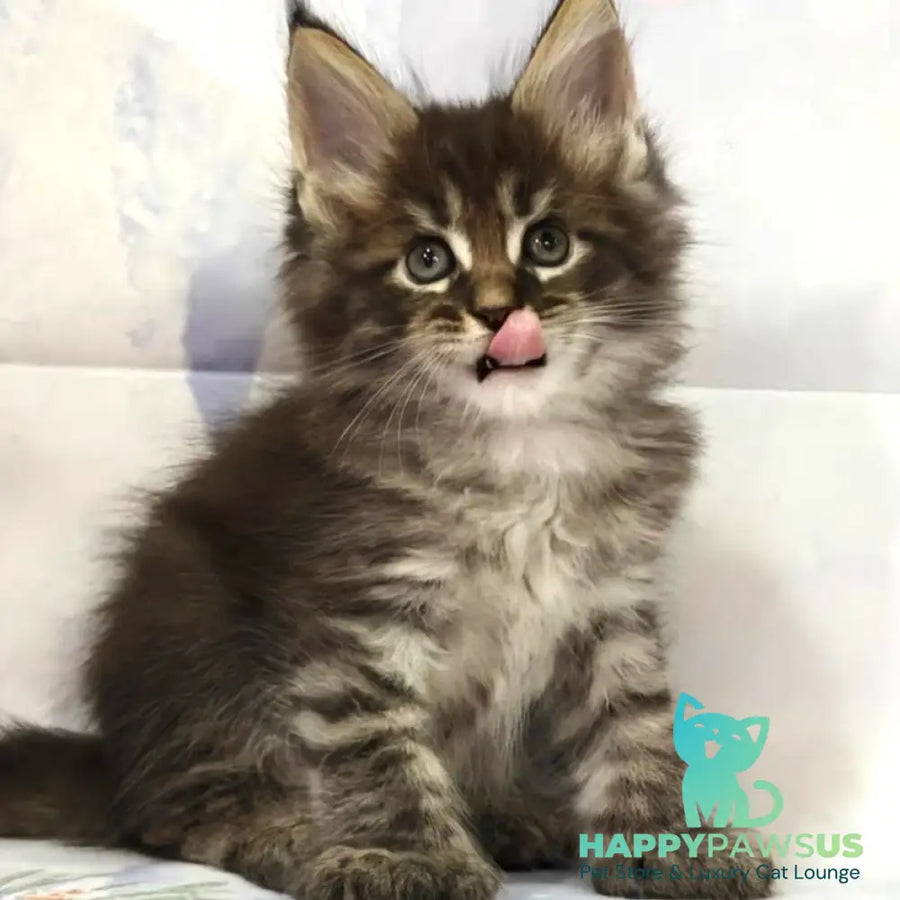 Teddy Maine Coon polydactyl 6x6x6x6 male black tabby - live animals