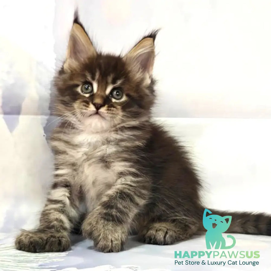 Teddy Maine Coon polydactyl 6x6x6x6 male black tabby - live animals