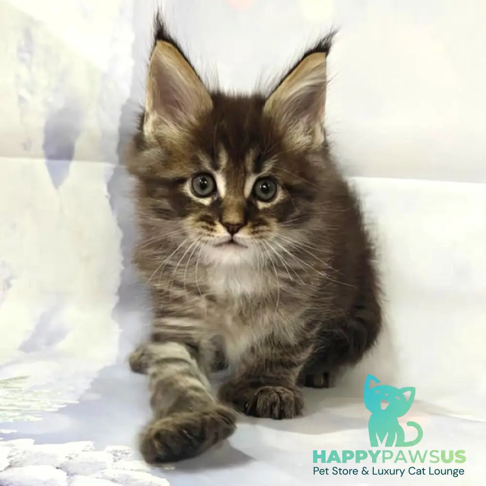 Teddy Maine Coon polydactyl 6x6x6x6 male black tabby - live animals