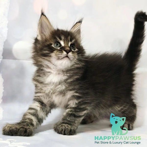 Teddy Maine Coon polydactyl 6x6x6x6 male black tabby - live animals