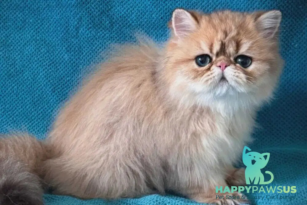 Teddy Persian male black golden shaded - live animals