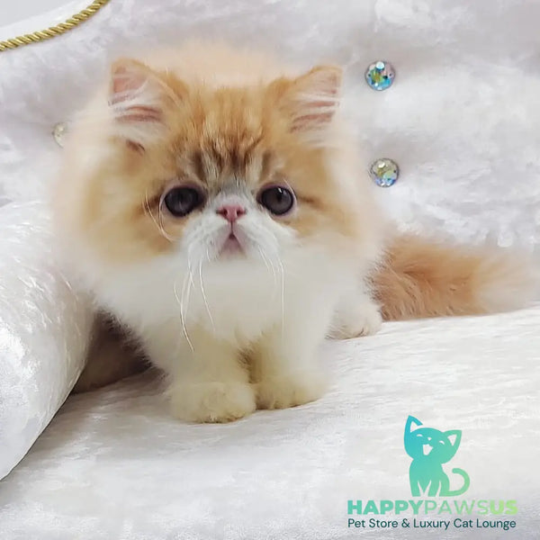 Teddy Persian male red bicolour - live animals