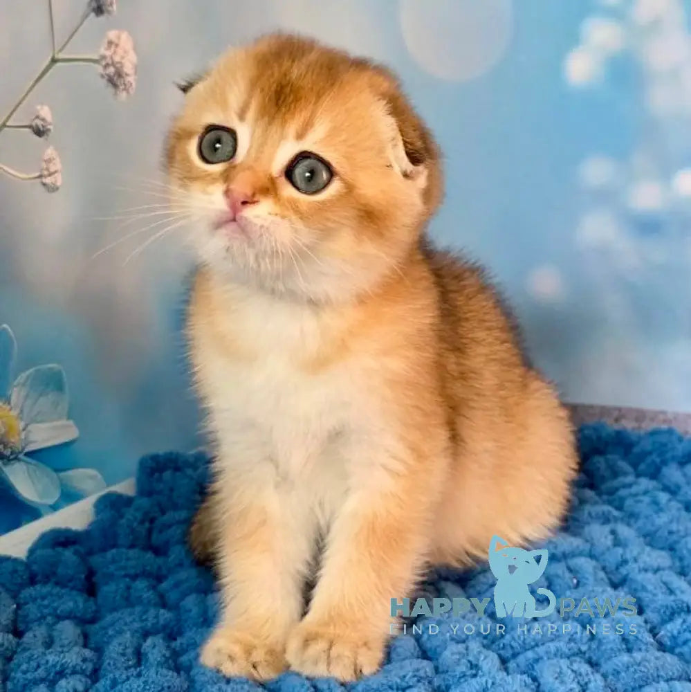 Teddy Scottish Fold male black golden shaded live animals