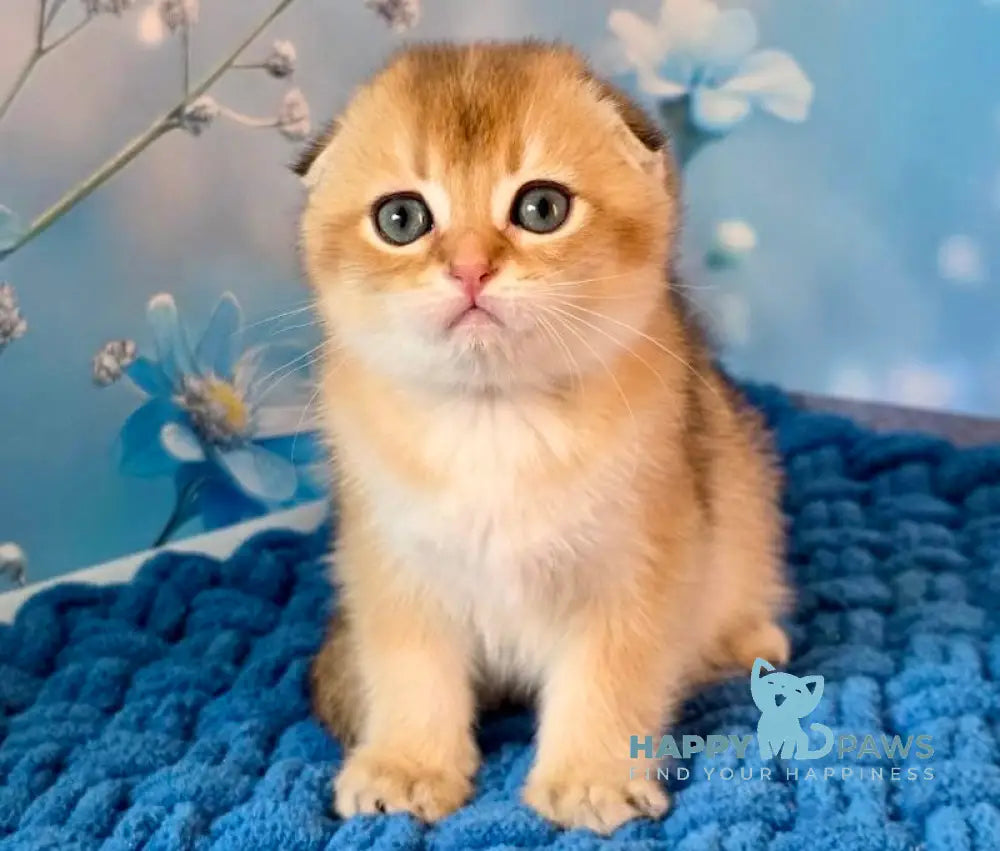 Teddy Scottish Fold male black golden shaded live animals
