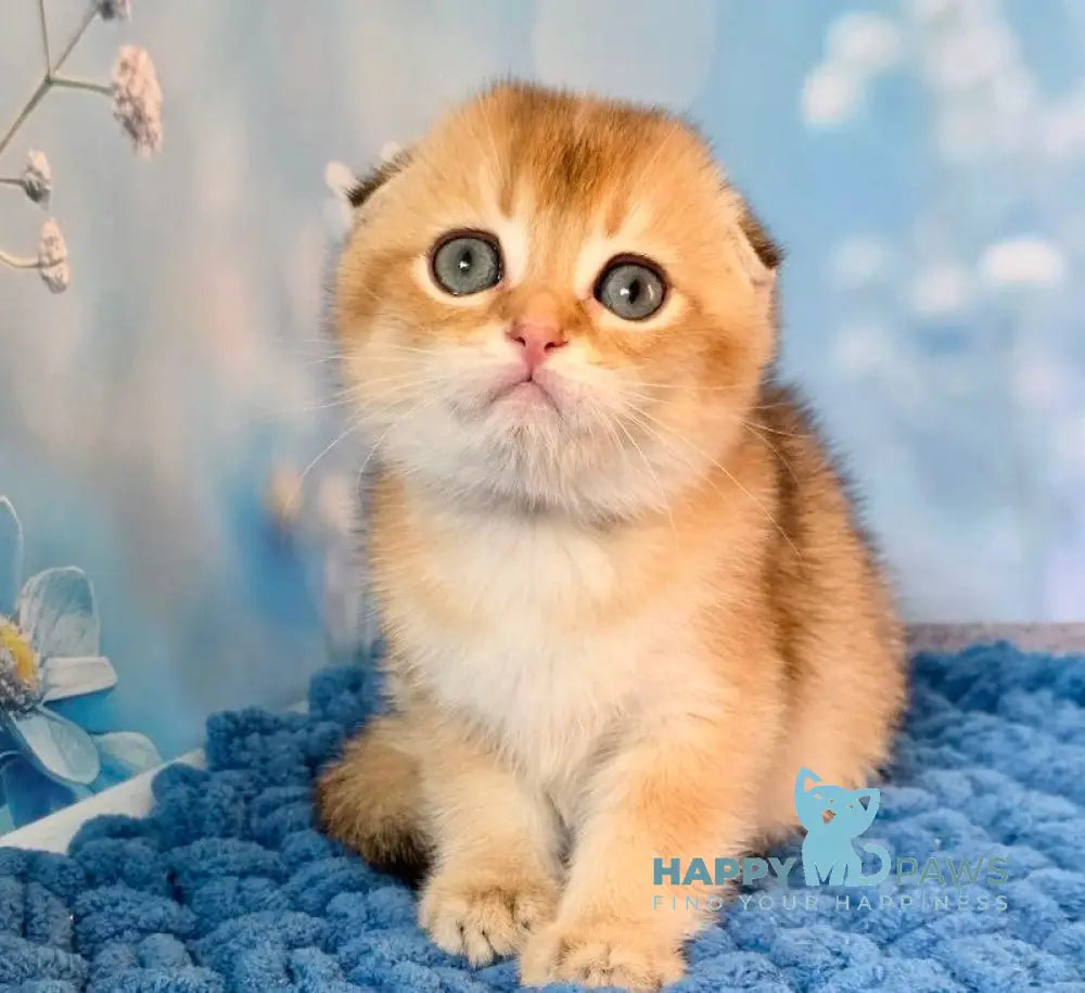 Teddy Scottish Fold male black golden shaded live animals