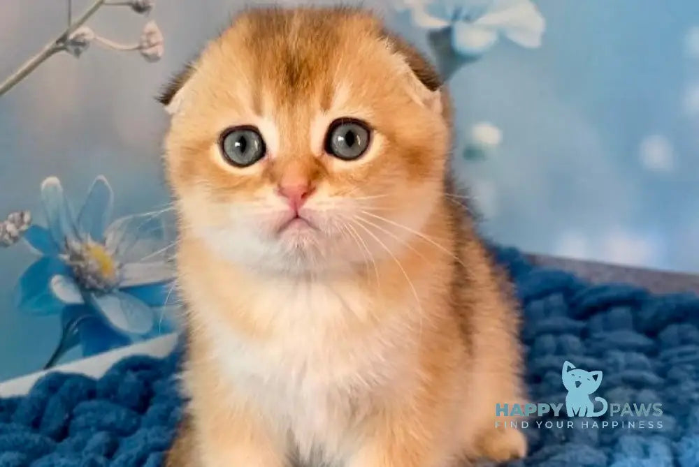 Teddy Scottish Fold male black golden shaded live animals