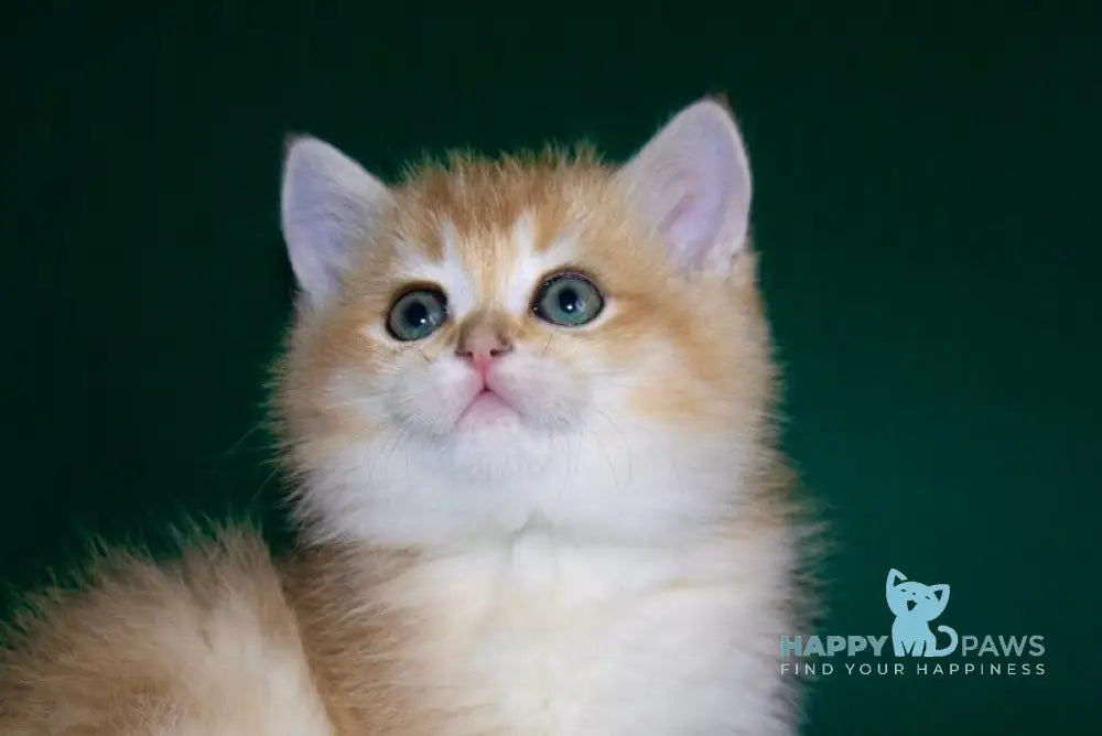 Teddy Scottish Straight male black golden shaded live animals