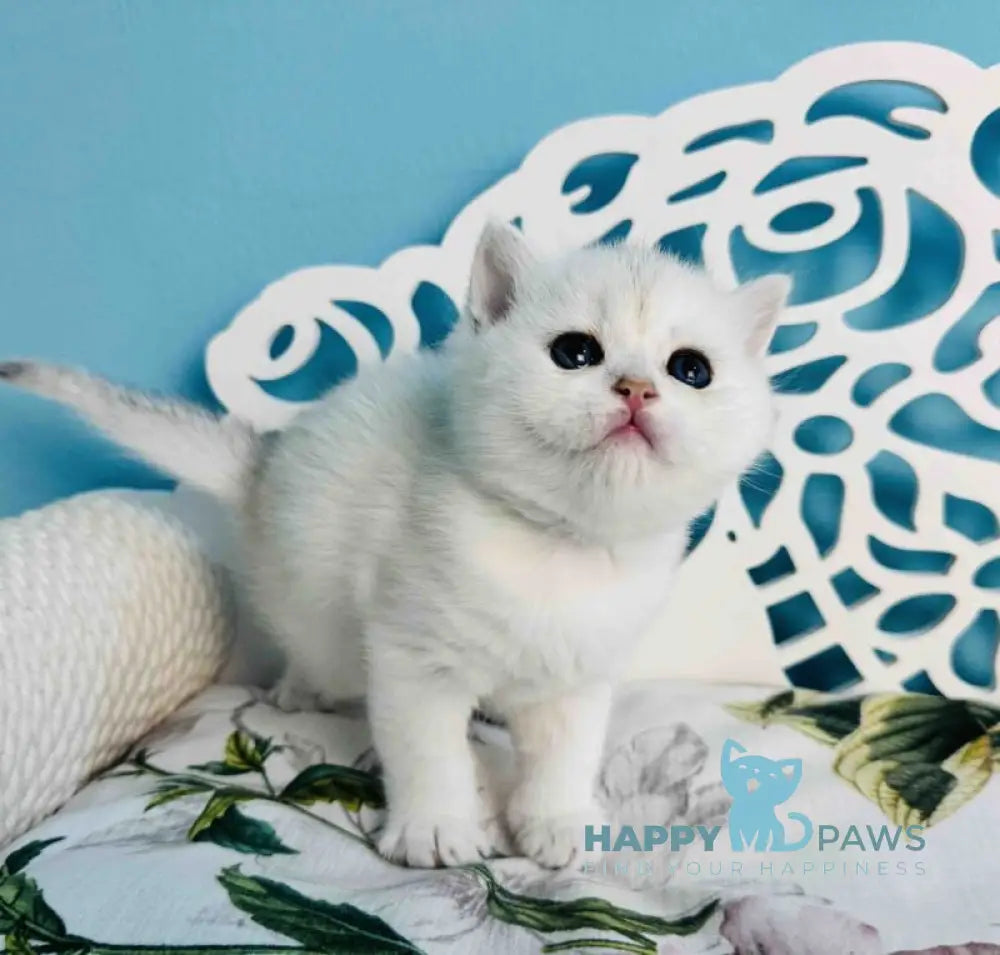 Teddy Scottish Straight male black silver chinchilla - live animals