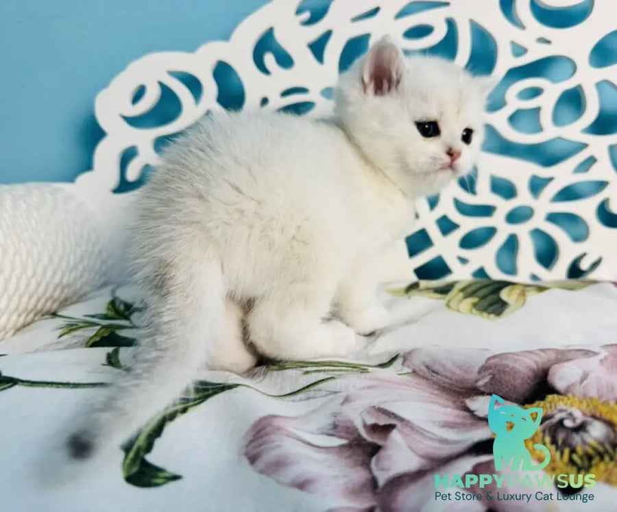 Teddy Scottish Straight male black silver chinchilla - live animals