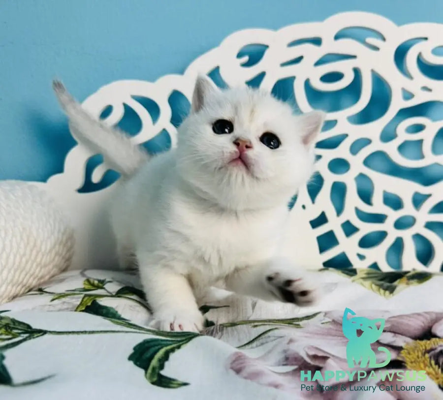 Teddy Scottish Straight male black silver chinchilla - live animals