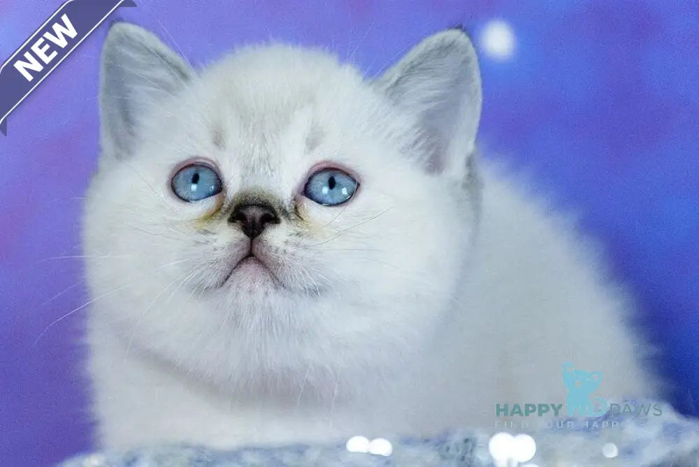 Teddy Scottish Straight male chocolate pointed live animals