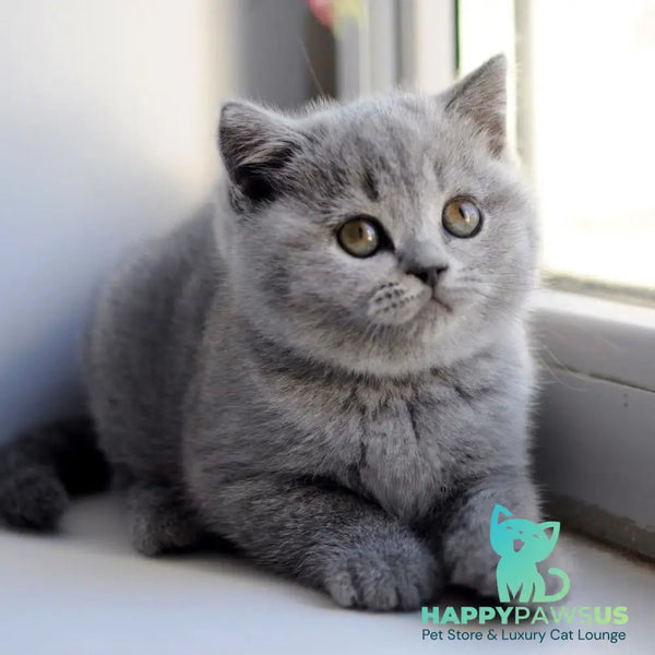 Teguila British Shorthair female blue - live animals