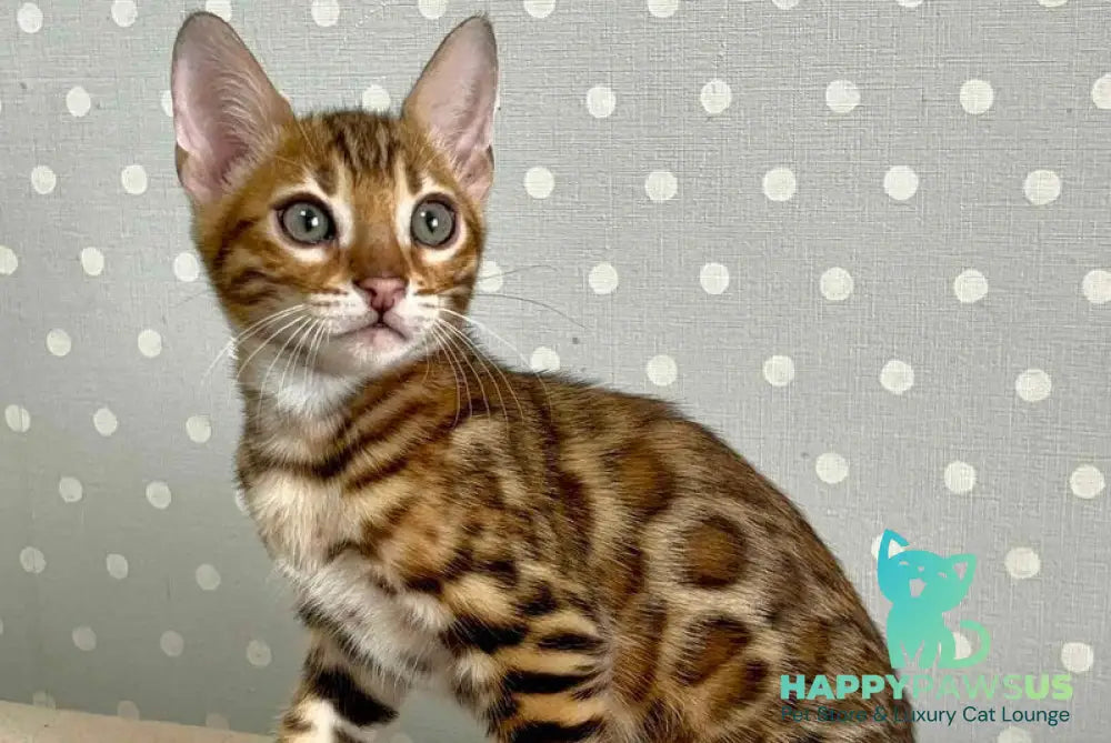 Tehyeon Bengal male black spotted tabby - live animals