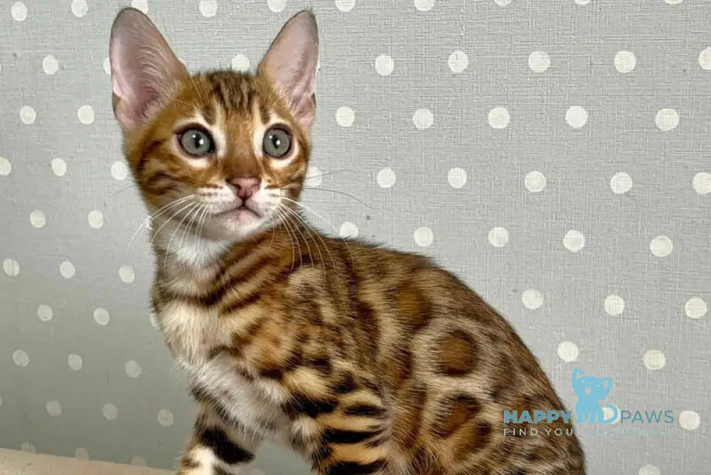 Tehyeon Bengal male black spotted tabby - live animals