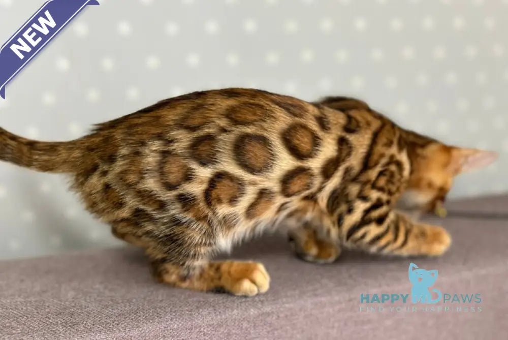 Tehyeon Bengal male black spotted tabby - live animals