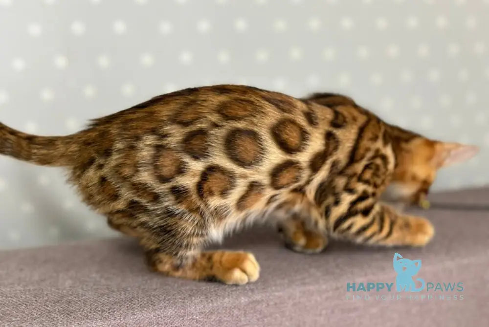 Tehyeon Bengal male black spotted tabby - live animals