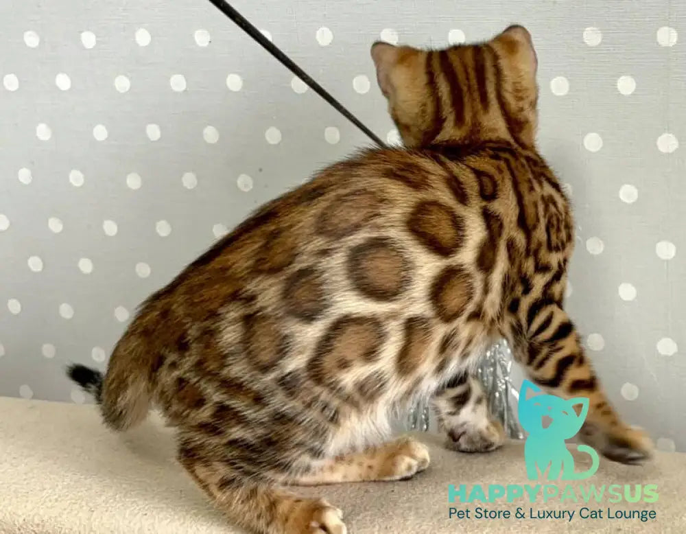 Tehyeon Bengal male black spotted tabby - live animals