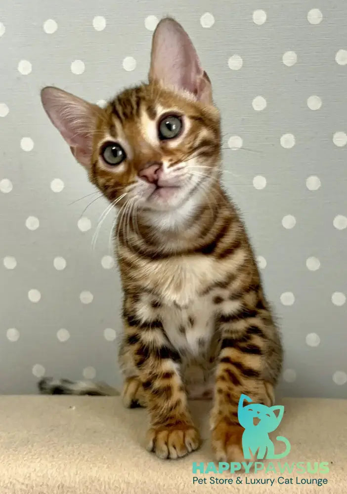 Tehyeon Bengal male black spotted tabby - live animals