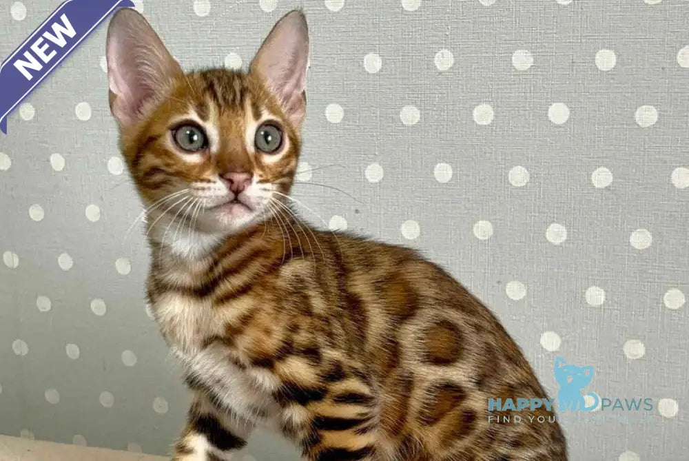 Tehyeon Bengal male black spotted tabby - live animals