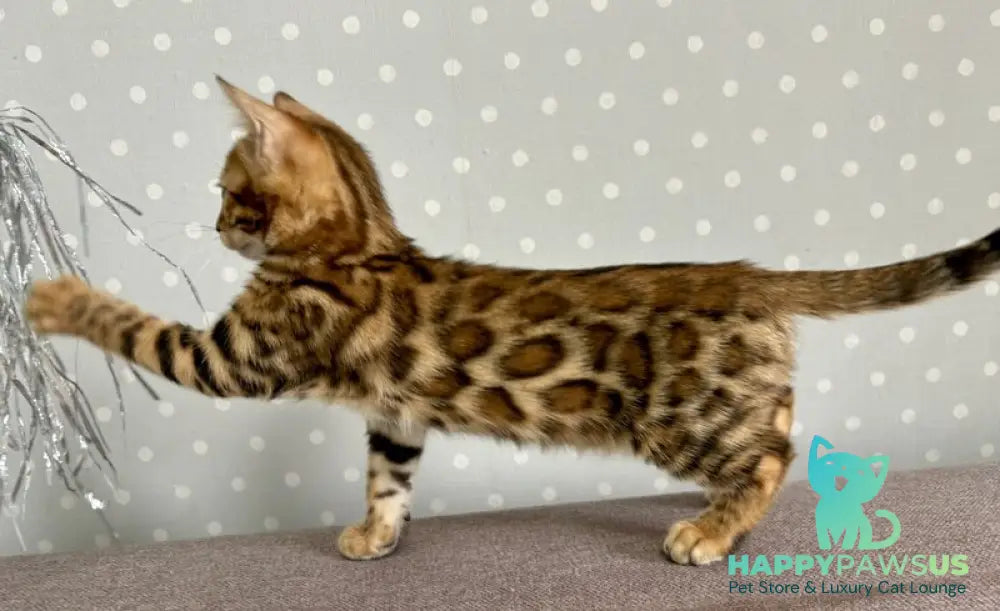 Tehyeon Bengal male black spotted tabby - live animals