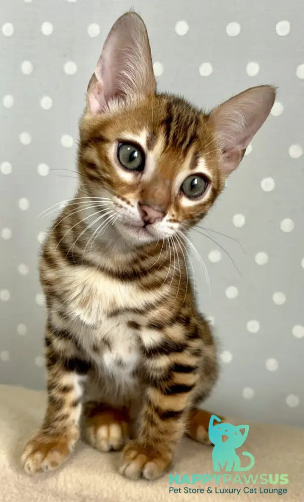 Tehyeon Bengal male black spotted tabby - live animals