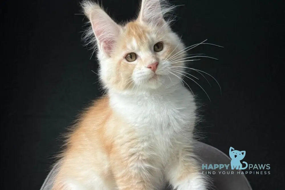 Temca Maine Coon male red silver ticked tabby with white live animals