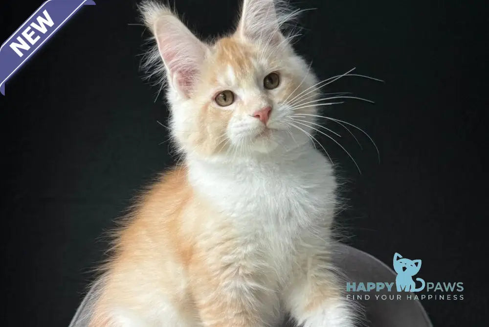 Temca Maine Coon male red silver ticked tabby with white live animals