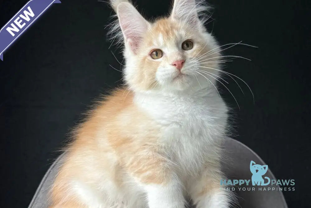 Temca Maine Coon male red silver ticked tabby with white live animals