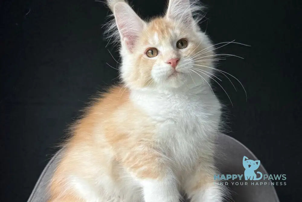 Temca Maine Coon male red silver ticked tabby with white live animals