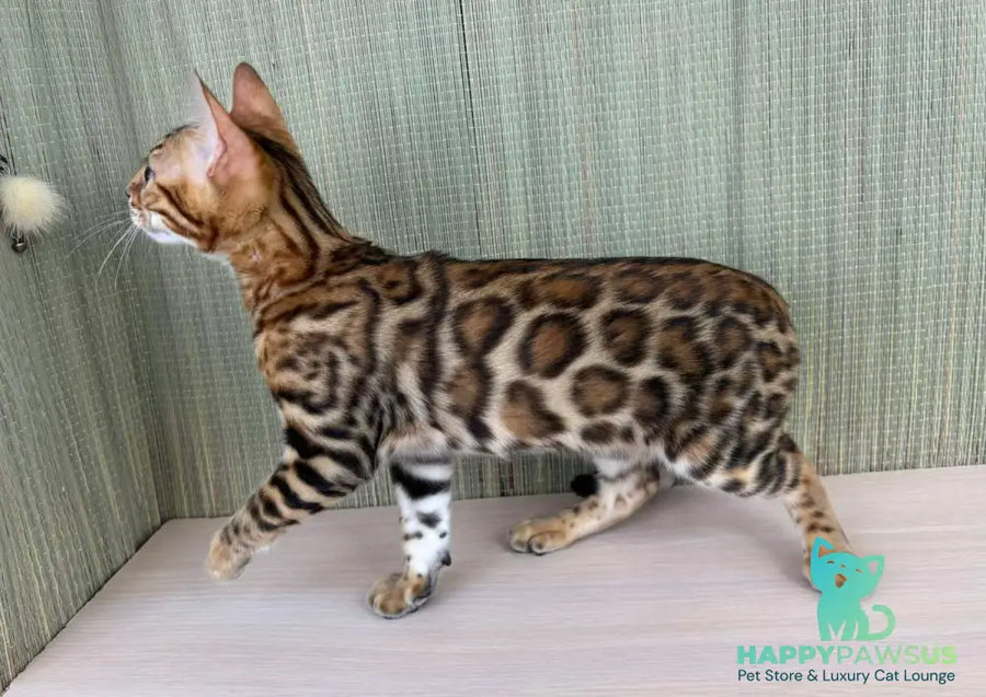 Temin Bengal male black spotted tabby - live animals