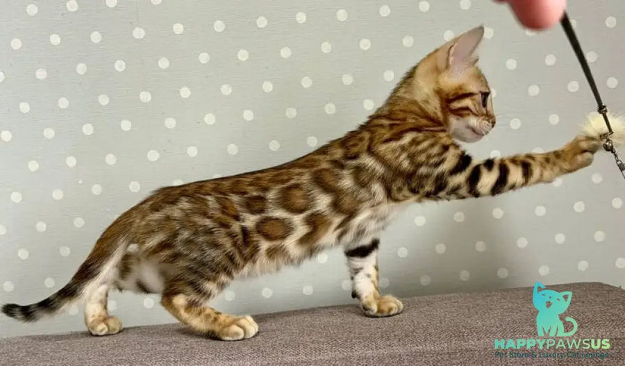 Temin Bengal male black spotted tabby - live animals
