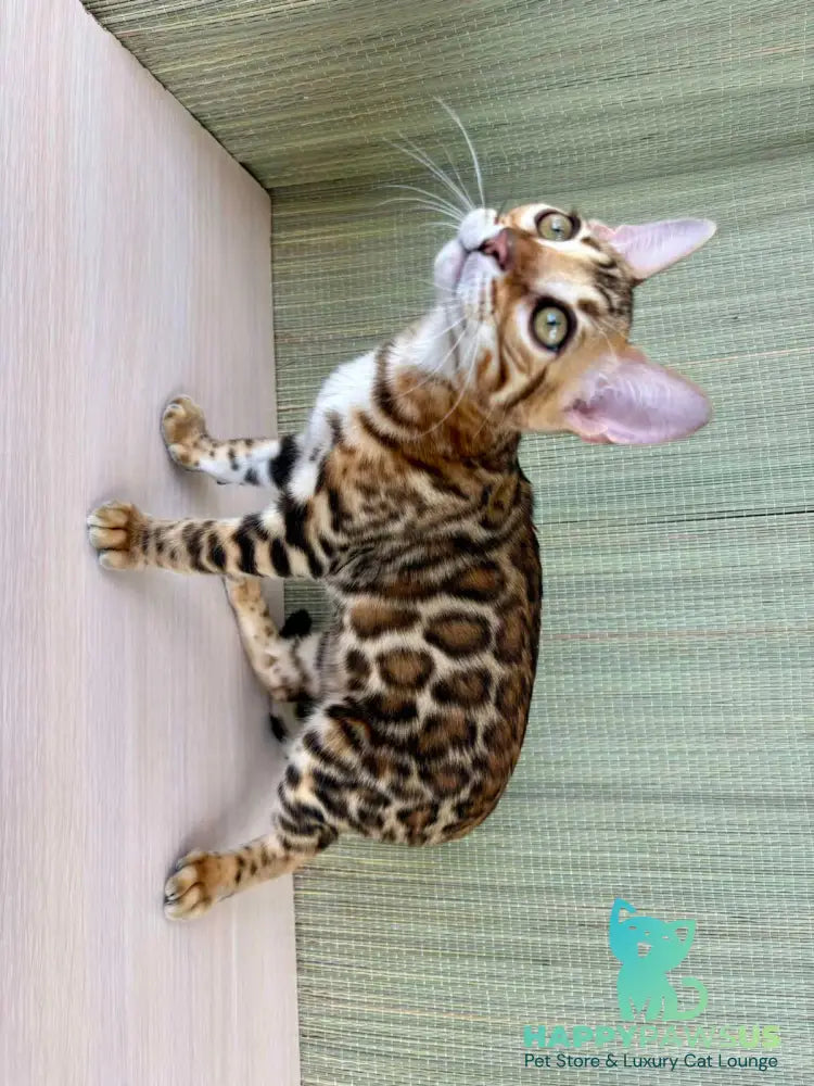 Temin Bengal male black spotted tabby - live animals