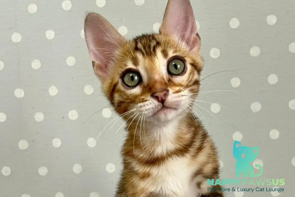 Temin Bengal male black spotted tabby - live animals