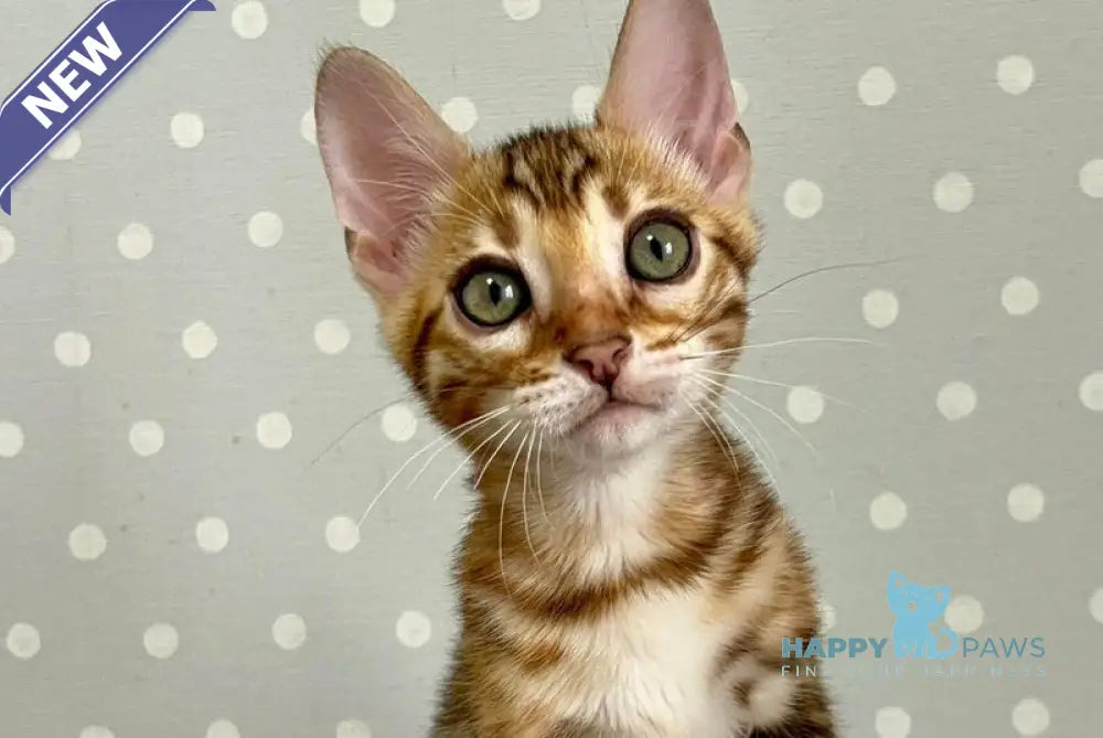 Temin Bengal male black spotted tabby - live animals