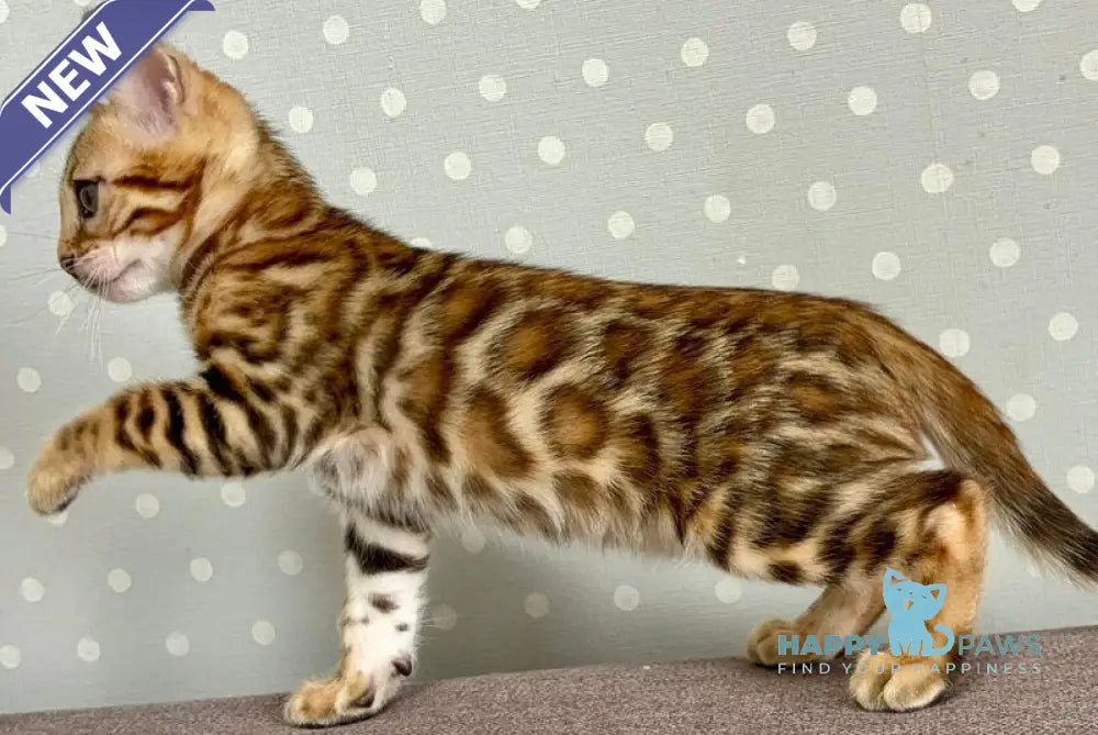 Temin Bengal male black spotted tabby - live animals