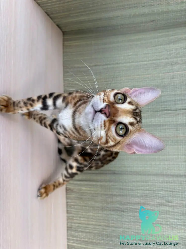 Temin Bengal male black spotted tabby - live animals