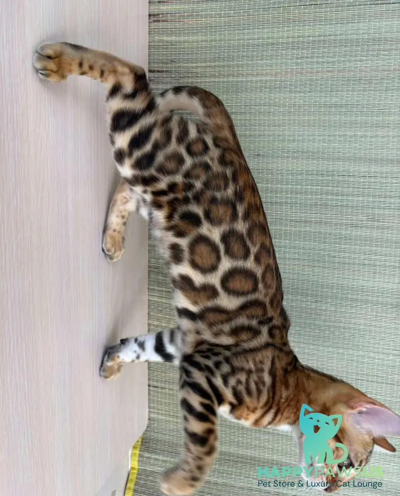 Temin Bengal male black spotted tabby - live animals