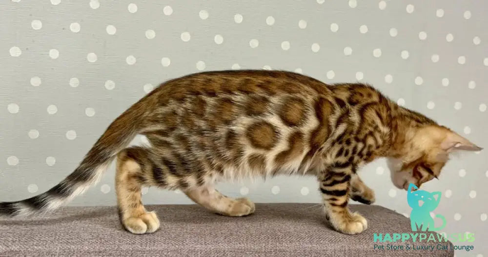 Temin Bengal male black spotted tabby - live animals