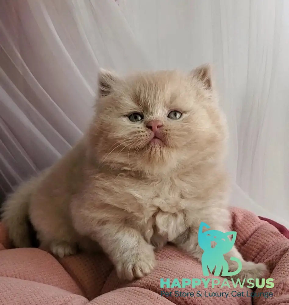 Teo British Longhair male fawn - live animals