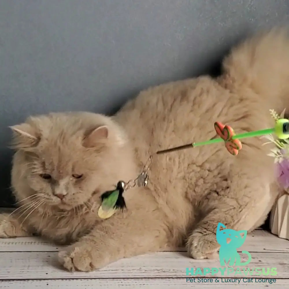 Teo British Longhair male fawn - live animals