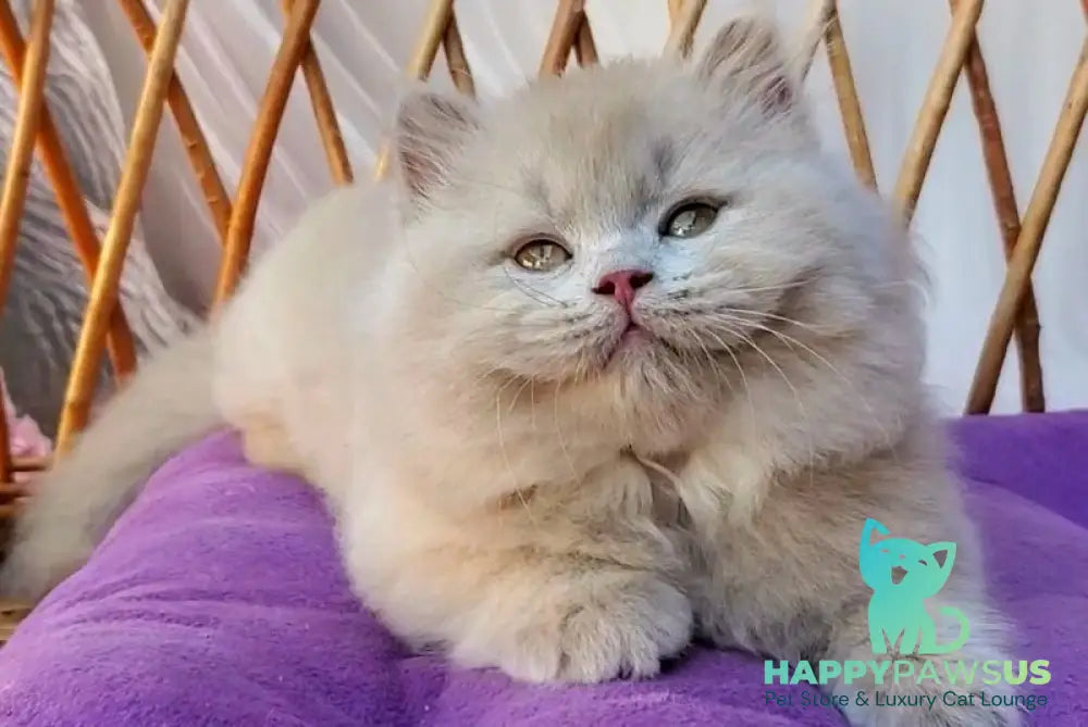 Teo British Longhair male fawn - live animals